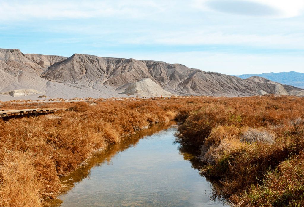 view of creek with marshy plants next to it