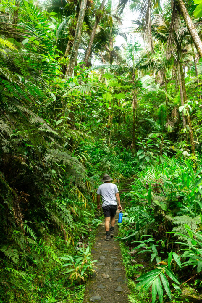 man hiking while visiting El Yunque